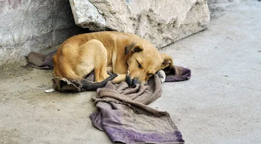 Perros callejeros 