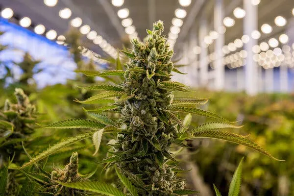 Cannabis| Joe Buglewicz para The New York Times