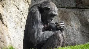 chimpancé