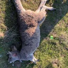 Matanza de canguros | Foto: Crime Stoppers Wildlife Offence