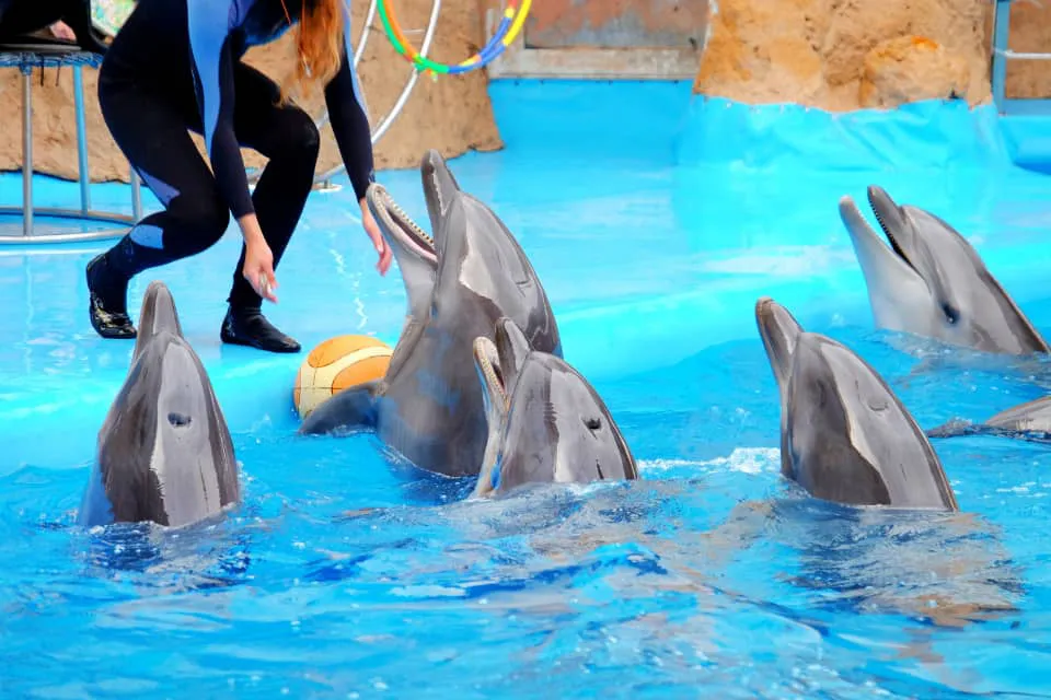 Delfines - Delfín - sonrisa - entrenador de delfines
