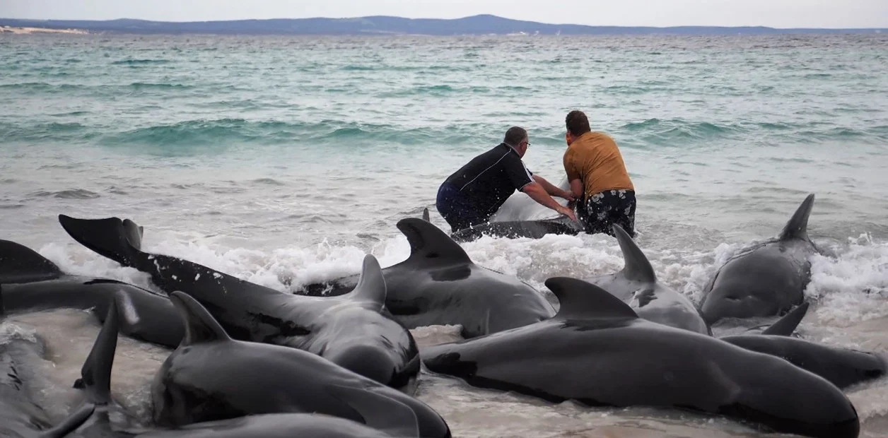 Ballenas varadas en Australia 