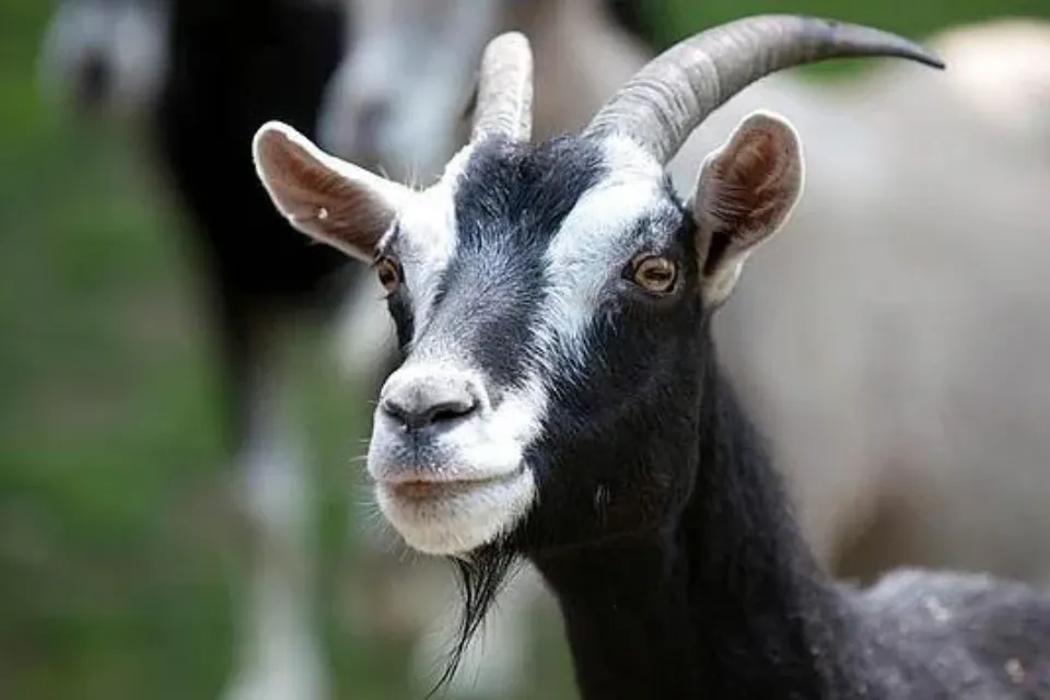 Cabra 