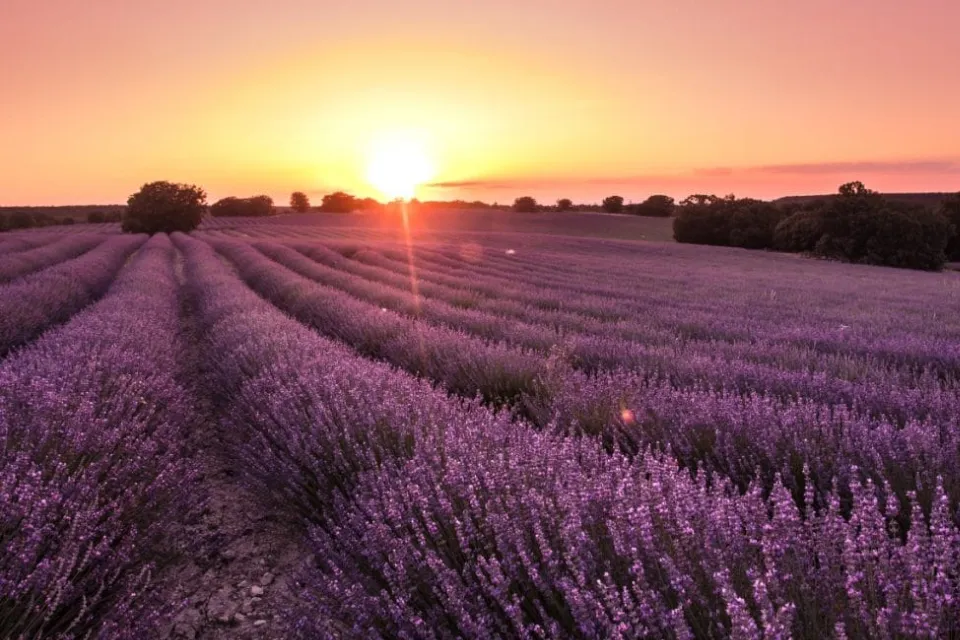 Campos de Lavanda de Brihuega