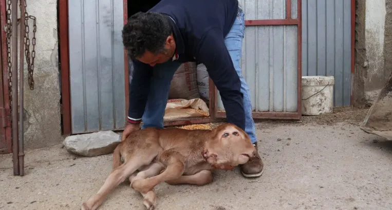 Ternero de dos cabezas