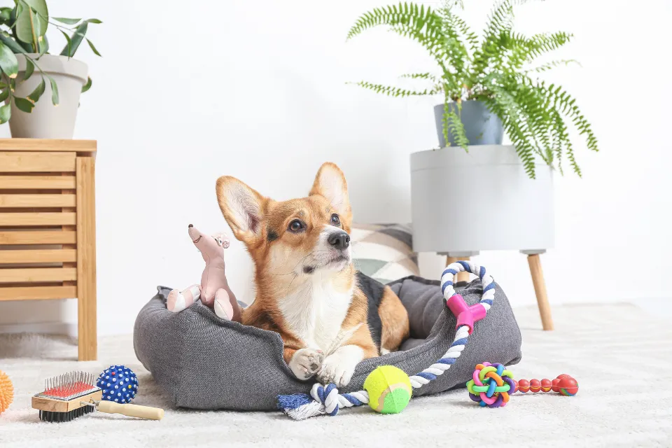 Perro - accesorios 