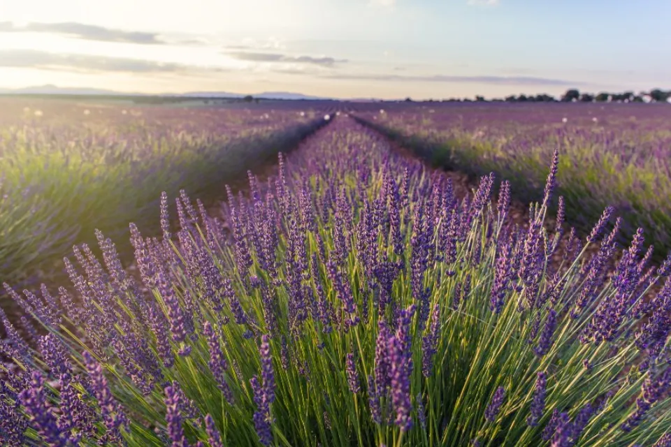 Campos de Lavanda de Brihuega