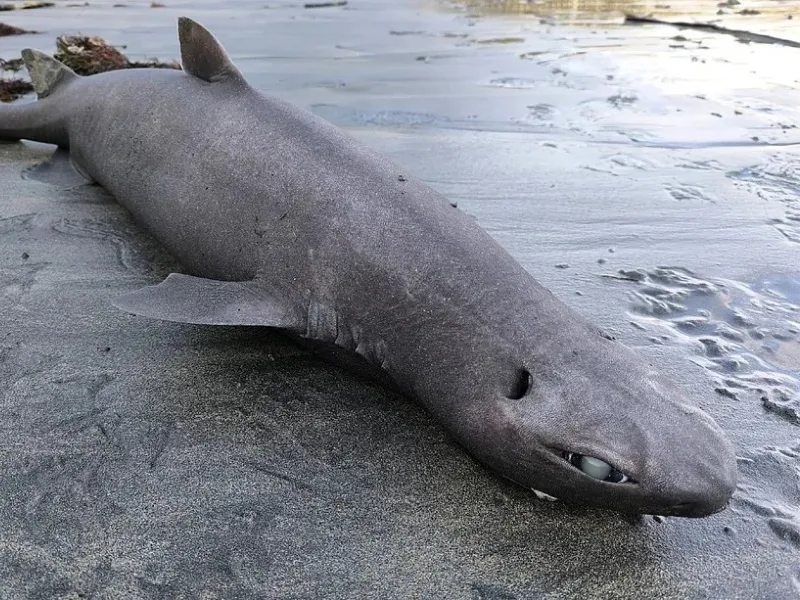 tiburon-foca-hallado-playa-asturias-investigacion-cientifica-cepesma|Foto: Luis Laria/EFE El hallazgo de un tiburón foca en una playa de Asturias genera expectación científica mundial. Descubre los detalles de la necropsia y su vida abisal