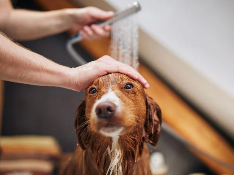 persona-humedeciendo-con-cuidado-la-cabeza-de-un-perro-con-agua
