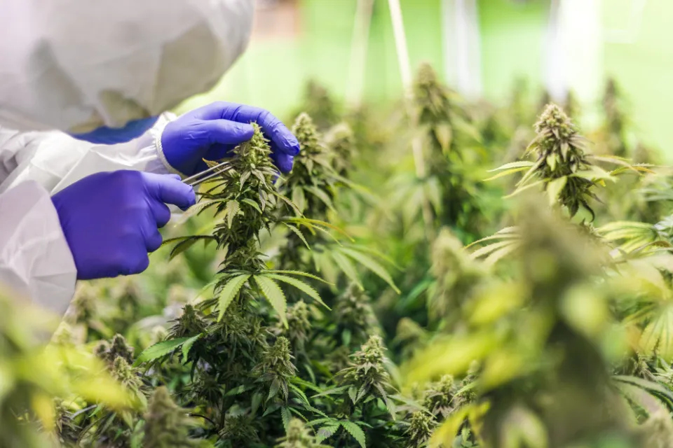 Cannabis legal en Brasil 