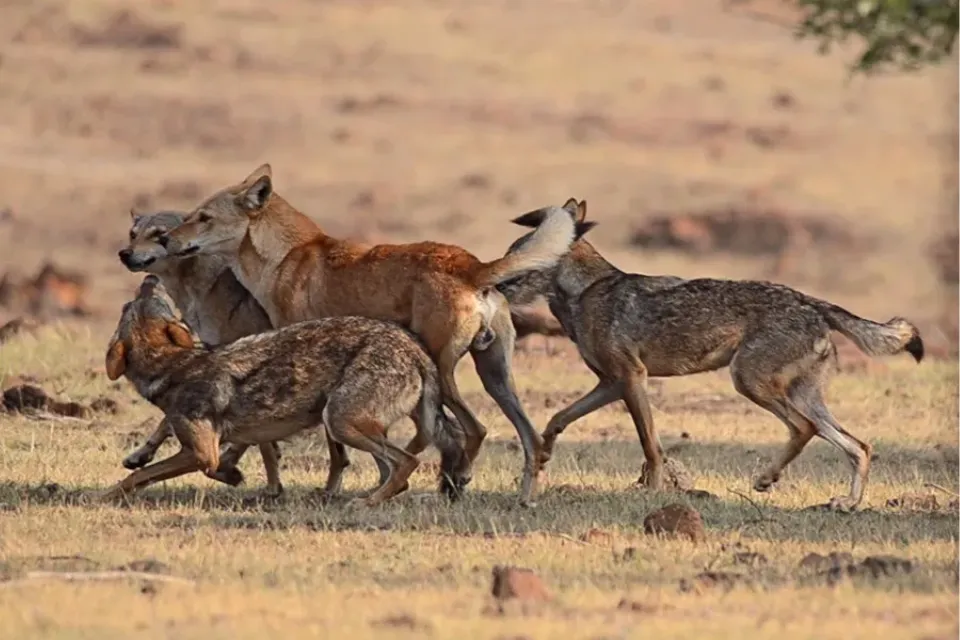 Lobos 