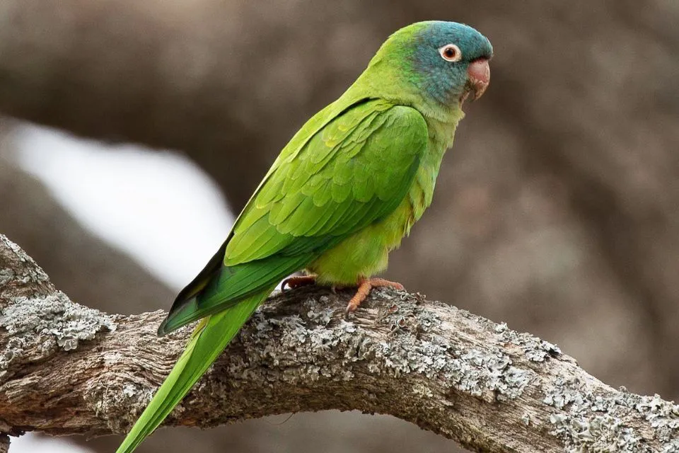 loros 2 