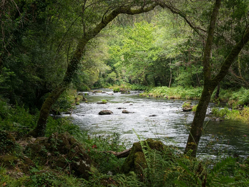 Vista del frondoso y verde parque natural de las Fragas del Eume en Galicia