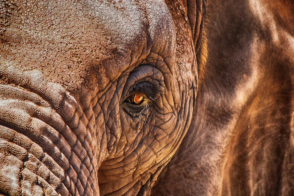 Elefante - animal 