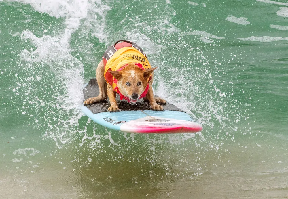 Perros surfista 