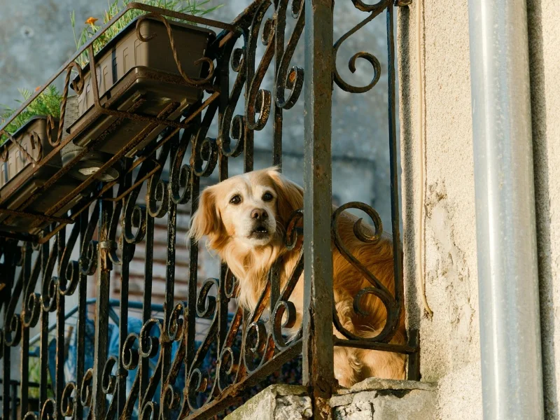 ley-bienestar-animal-multas-terrazas