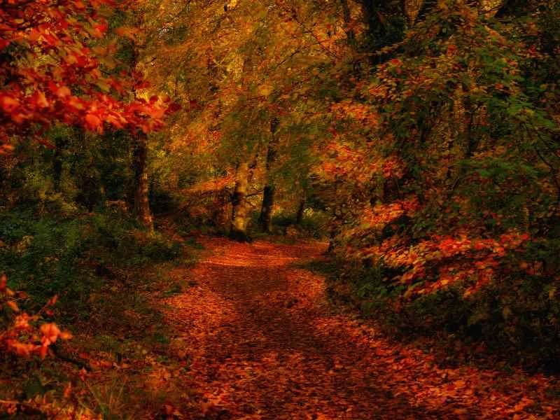 Sendero envuelto por bosques dorados y follaje de otoño en un parque nacional de Irlanda