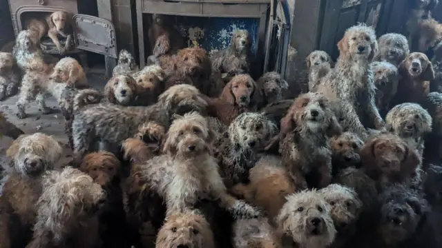 200 perros en condiciones d ehacinamiento extremo fueron rescatados  Foto: BBC
