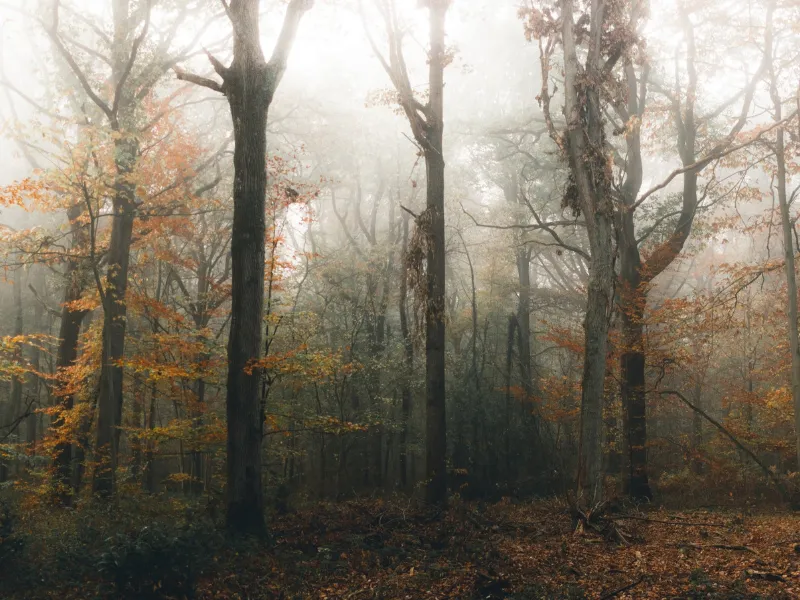 Conoce este bosque en Galicia que deslumbra en otoño Descubre Fragas do Eume, un bosque mágico en Galicia que en otoño ofrece senderos, biodiversidad y paisajes de ensueño
