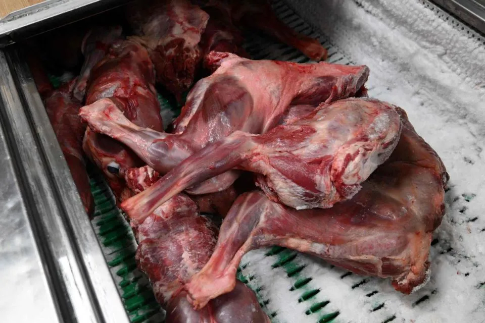 carne de Perros 4