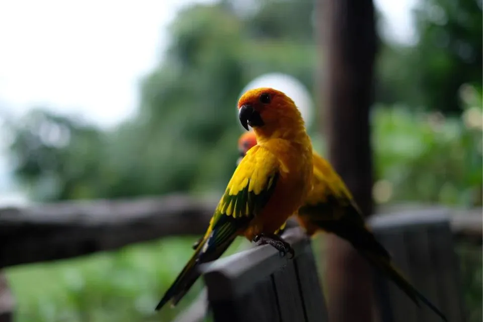 loros 