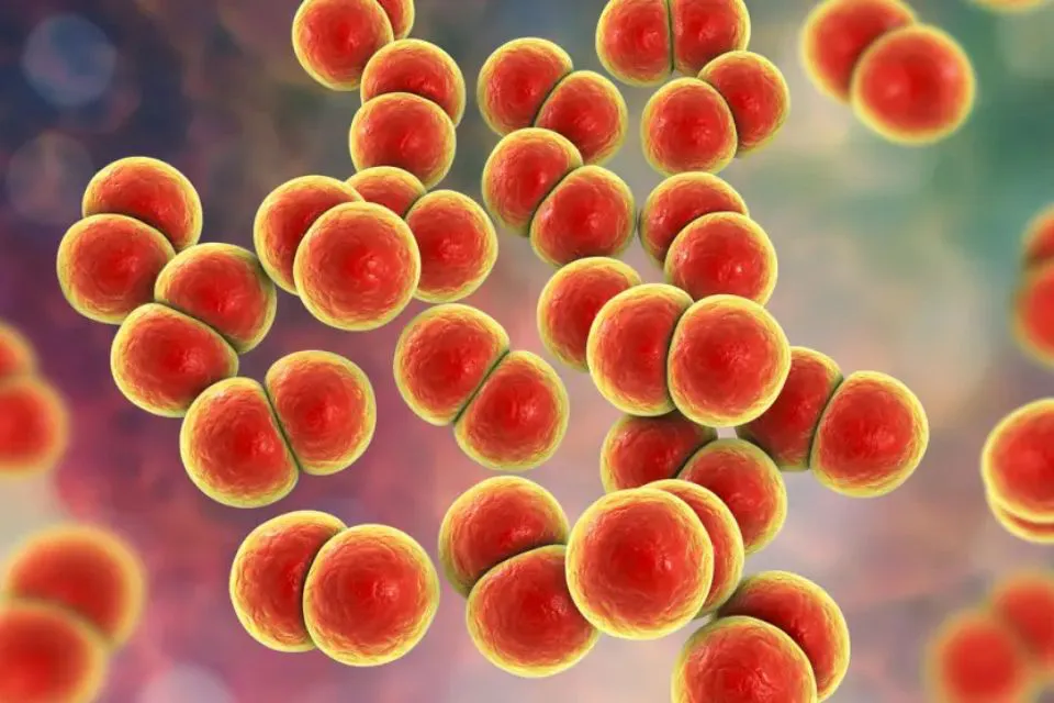 Bacteria Neisseria gonorrhoeae en una ilustración 3D|Foto: 20minutos/Getty Images 