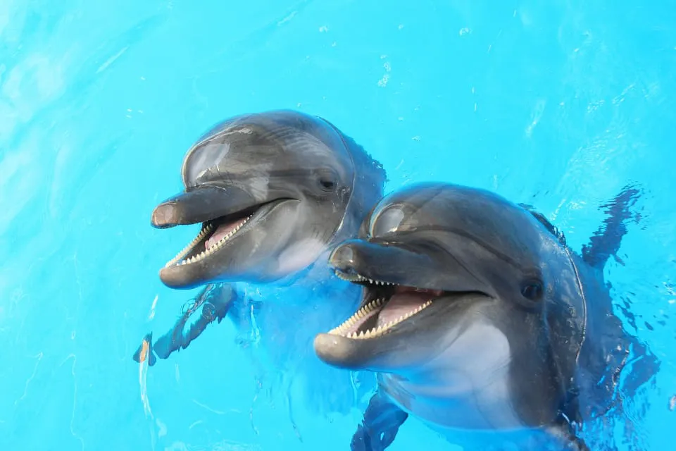 Dos delfines - Delfín - sonrisa