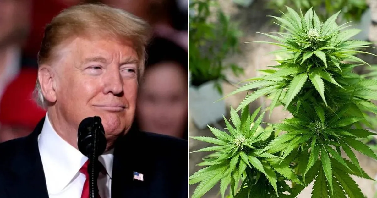 Trump-respalda-legalizacion-marihuana-florida