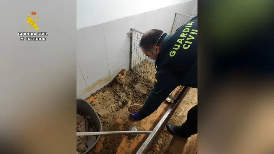 Foto: Guardia Civil / EFE Agentes del Seprona descubren un criadero clandestino en Ordes (A Coruña), donde se hallaron 250 animales muertos y otros 171 en condiciones críticas de abandono 