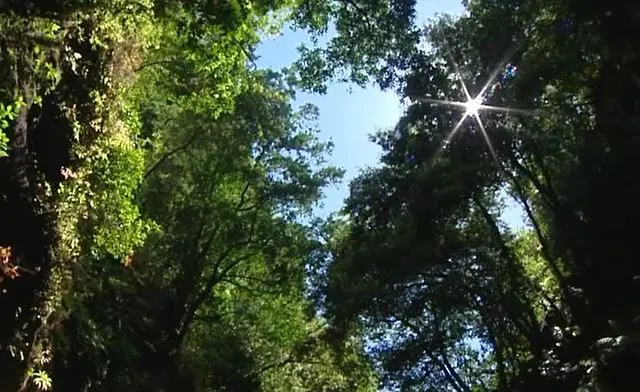 Árboles de La Palma - Canarias