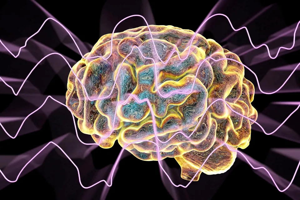 Cómo aprende el cerebro Nueva perspectiva sobre cómo el cerebro aprende y adapta el comportamiento
