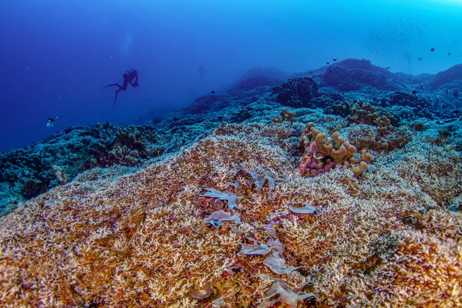 CORAL - Islas Salomón EFE/ Manu San Felix / National Geographic Pristine Seas