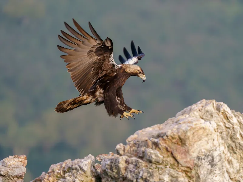 665 animales muertos: la Guardia Civil destapa red de veneno y caza ilegal  Operación ‘Atrax’: 665 animales muertos y 62 detenidos por veneno y caza ilegal. Grave amenaza a la biodiversidad
