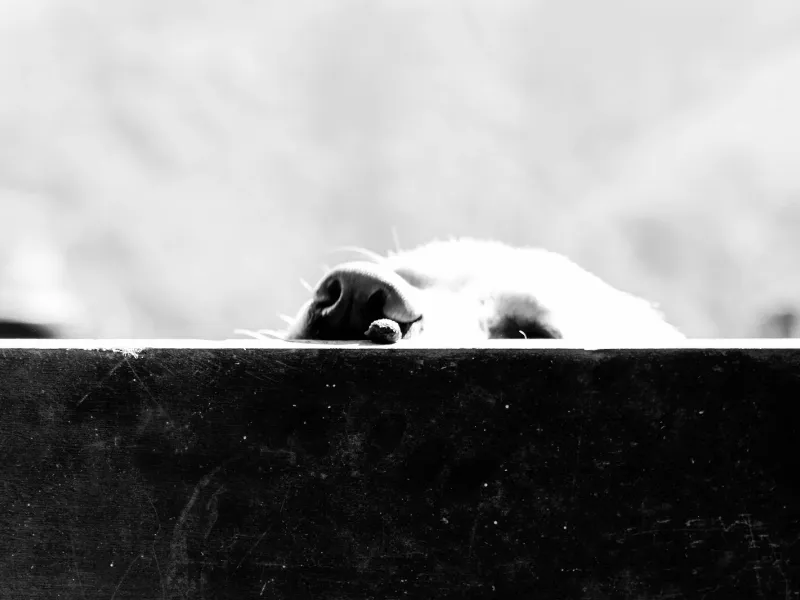 Impactante hallazgo en Palma: 27 perros muertos en un barco procedente de Barcelona Hallan 27 perros de caza muertos en un barco que había zarpado desde Barcelona y atracó el pasado sábado en el puerto de Palma. Las autoridades investigan el caso 
