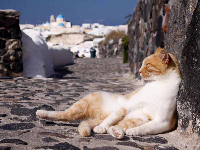 Un gato descansando sobre las calles empedradas de una pintoresca isla en el archipiélago de las Cícladas en Grecia