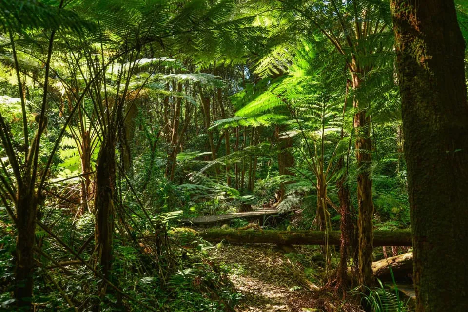 Especies de árboles en peligro de extinción - árbol 3