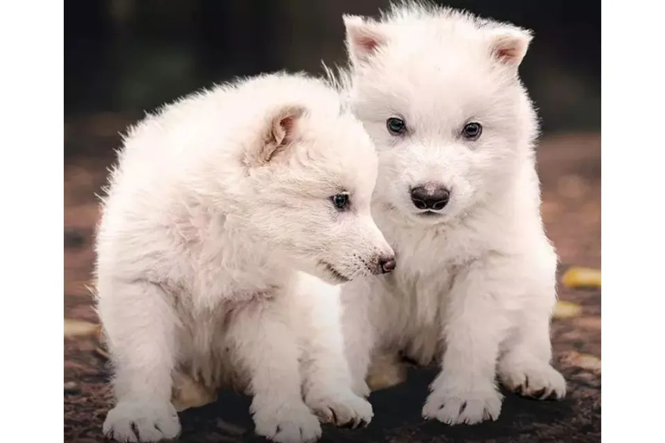 Rómulo y Remo, cachorros de lobo huargo, una especie extinguida hace miles de años|Europa Press/Colossal Biosciences Rescatan de la extinción al lobo de 'Juego de Tronos': Rómulo y Remo, cachorros de lobo huargo, una especie extinguida hace miles de años recuperada por la biotecnología

