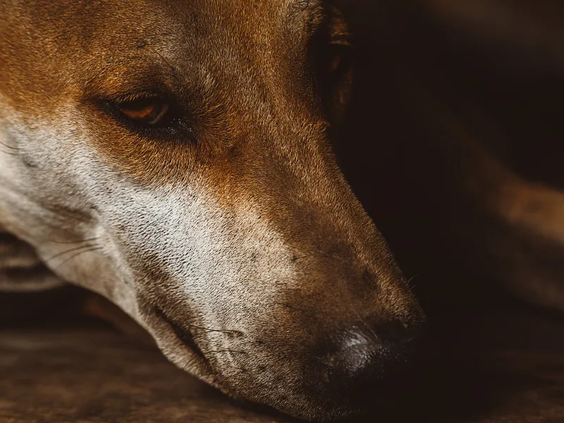 perros-callejeros-sacrificio-vacunacion-esterilizacion Turquía y Rumanía aprobaron leyes que permiten sacrificar perros callejeros, mientras países como México, Chile y España optan por vacunación y esterilización masiva. 