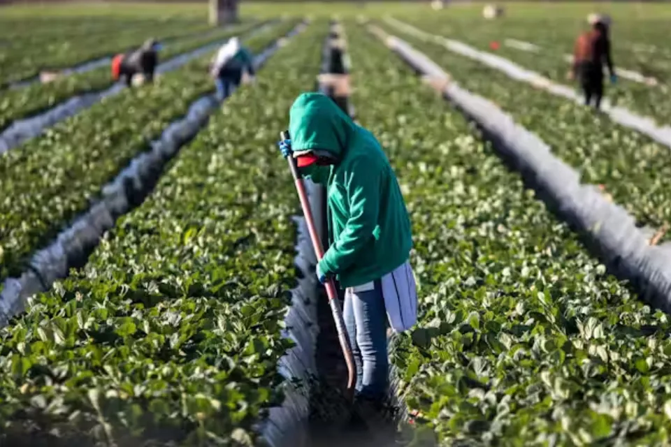 Migrantes explotados industria agrícola europea 