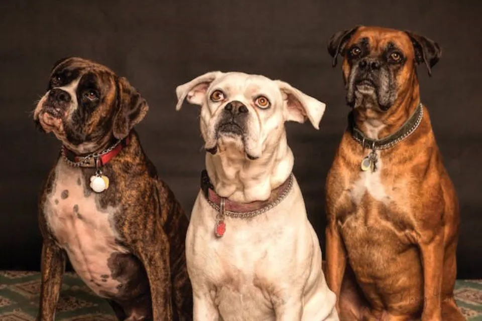 Perros 