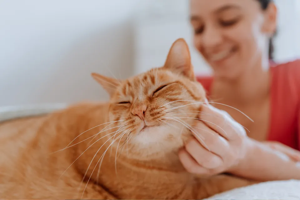 Felinos curiosidad 