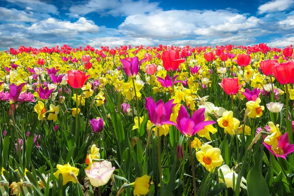 Fiesta de la Primavera Conoce la Fiesta de la Primavera de este distrito de Madrid: horario y actividades 
