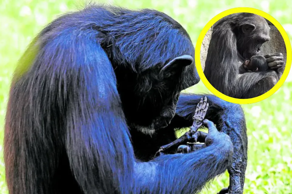 La chimpancé Natalia de Bioparc Valencia