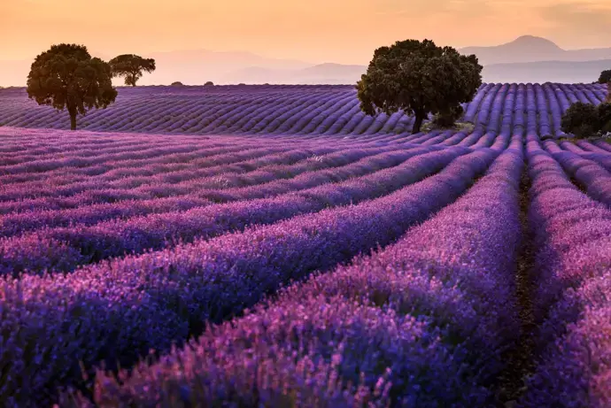 Campos de lavanda en Brihuega, Guadalajara, Castilla-La Mancha|Foto: Europa Press/Rafael Martín  El espectáculo lavanda de Brihuega: la Provenza española