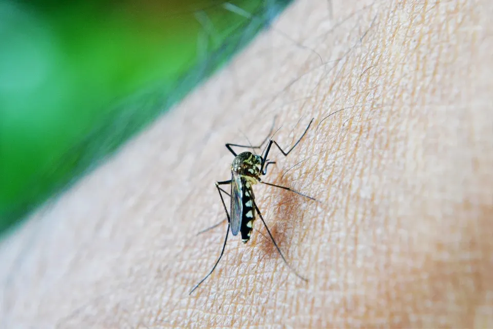 En primavera aparecen mosquitos y otros insectos En primavera aparecen mosquitos y otros insectos que invaden tu casa ¿Por qué ocurre?
