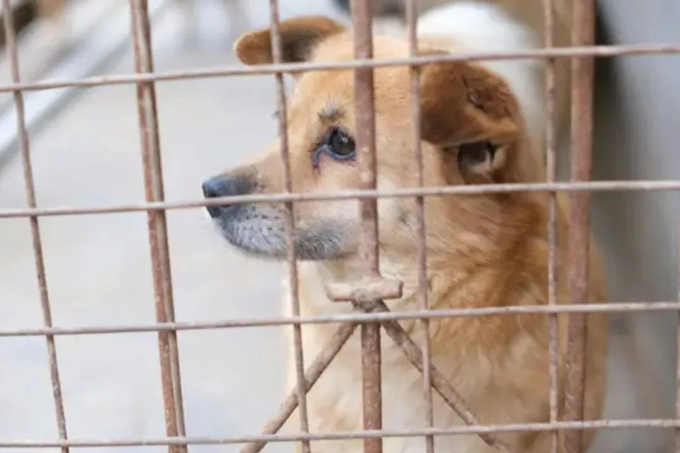 Kiwoko promueve la adopción de perros y gatos|Foto: Europa Press/Kiwoko-ilunion Entidad animalista impulsa acciones solidarias por el Día Internacional del Animal sin Hogar