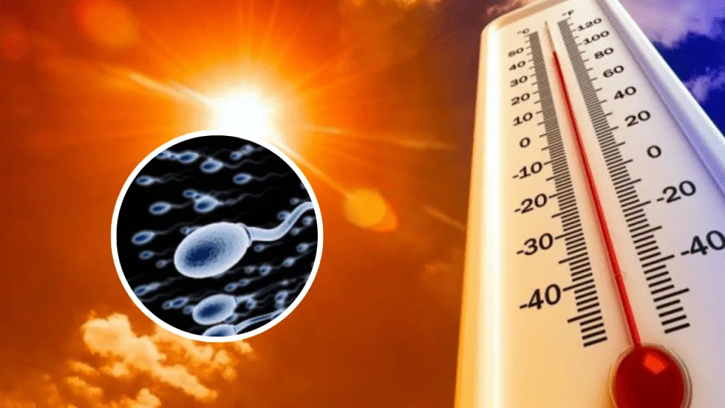 calor-espermatozoides-conicet-1024x576