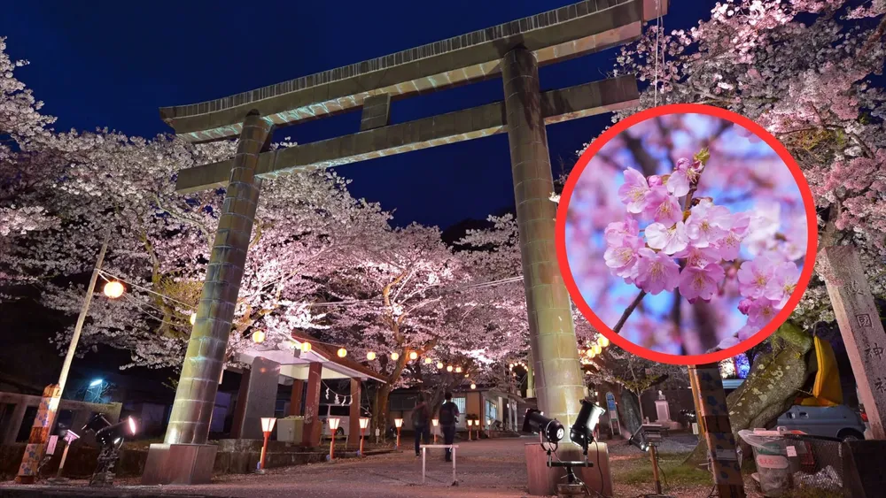 Se cancela el Festival de los Cerezos en Japón por turismo masivo | Foto: JNTO Japón canceló su famoso festival de cerezos en Fujiyoshida ante casos de intrusiones en propiedades, mal comportamiento y turismo excesivo.