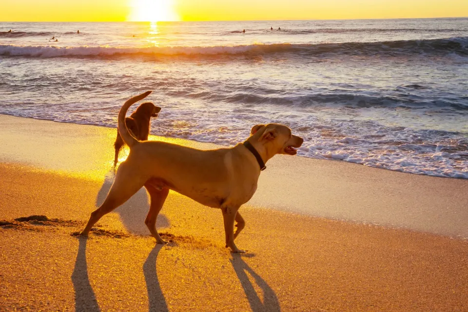 Conoce las playas españolas que permiten perros este verano  Conoce las playas españolas que permiten perros este verano 