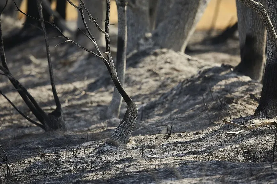 Incendios forestales en España: área afectada por el incendio declarado en Calera y Chozas (Toledo)|Foto: EFE/Manu Reino Incendios forestales en España: dos fallecidos, evacuaciones y más de 98.000 hectáreas devastadas